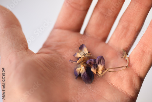 Dried violet flowers in hand, close-up, isolate