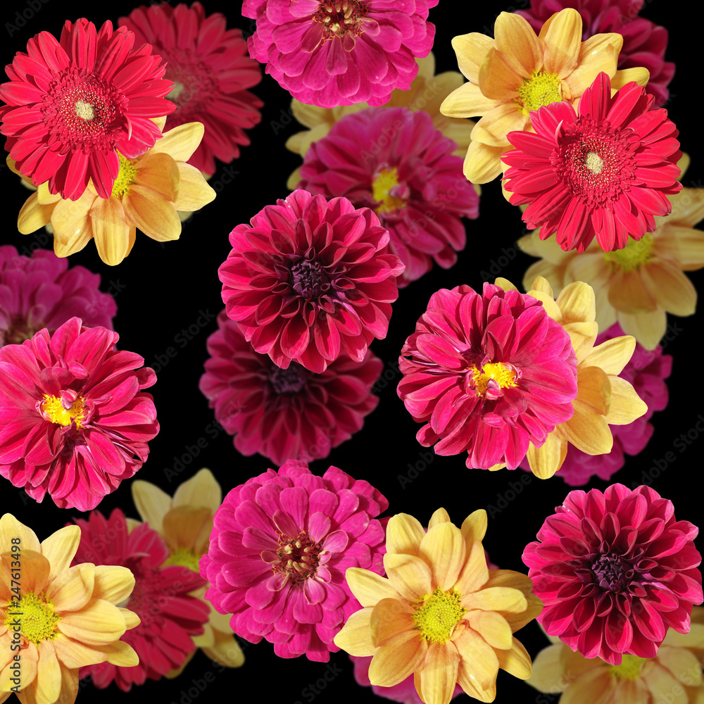 Fototapeta premium Beautiful floral backdrop of dahlias, chrysanthemums and tsiny