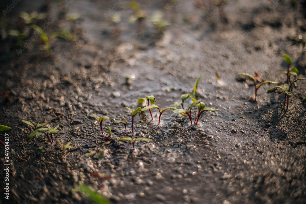 Sprouts of beets in the garden. After watering. Ecological product. Wet land