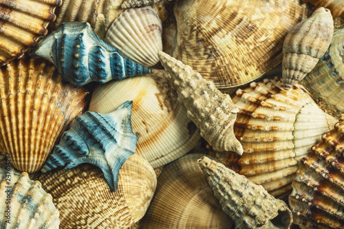 Pile of sea shells with two blue shells. Top view. Close up.