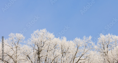 Covered frost on tree branches.