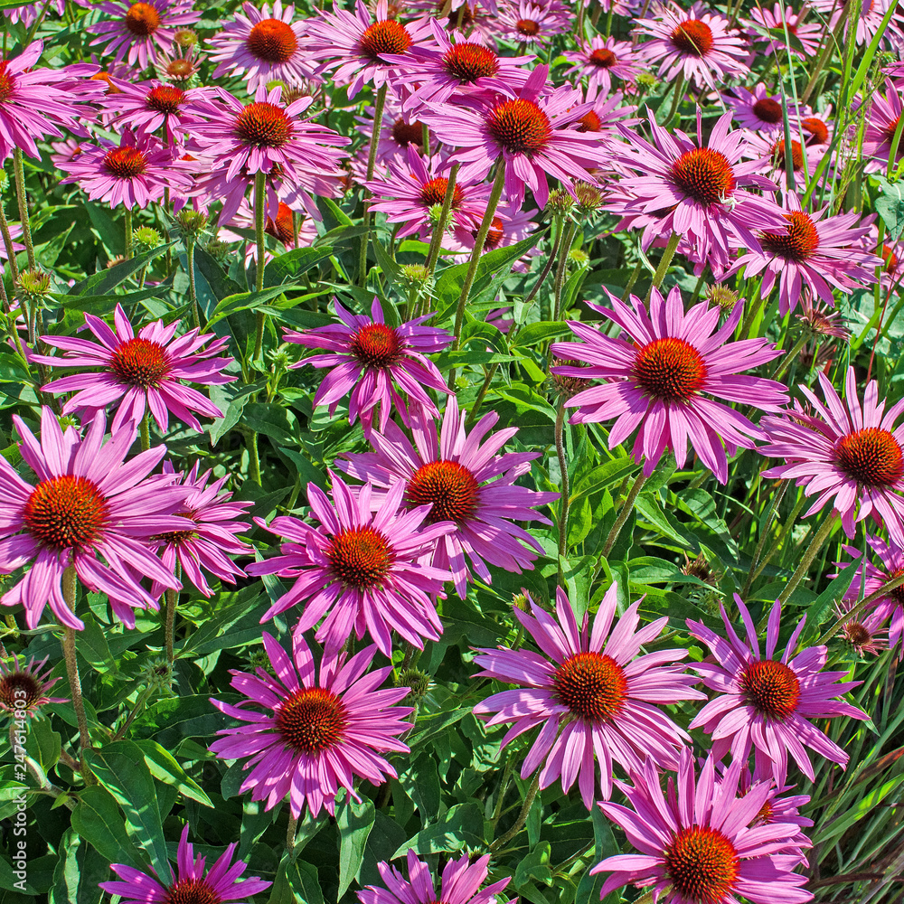 Fototapeta premium Roter Sonnenhut, Echinacea purpurea