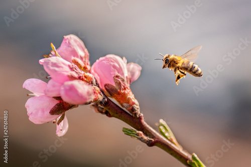 the bee arrives at the flower of the peach tree