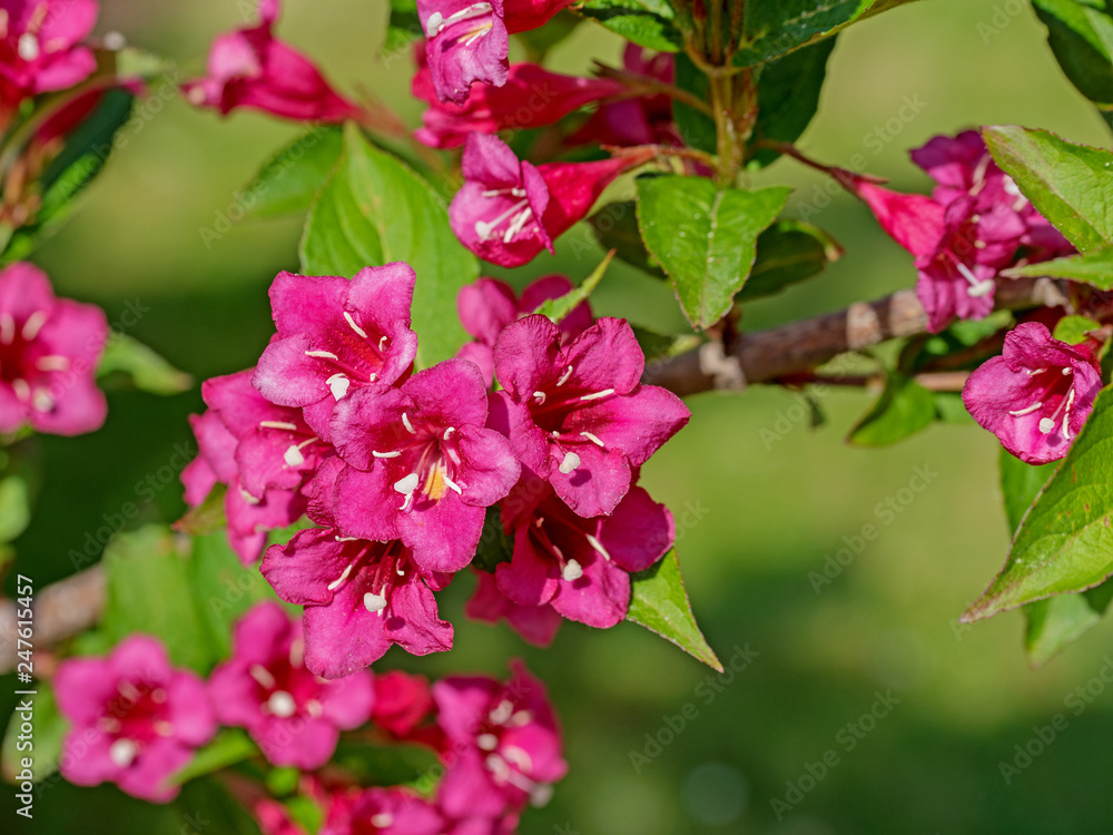 Blühende Weigelie, Weigela Stock Photo Adobe Stock