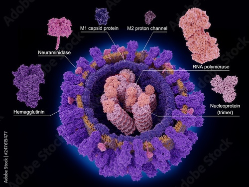 The proteins of the influenza virus photo