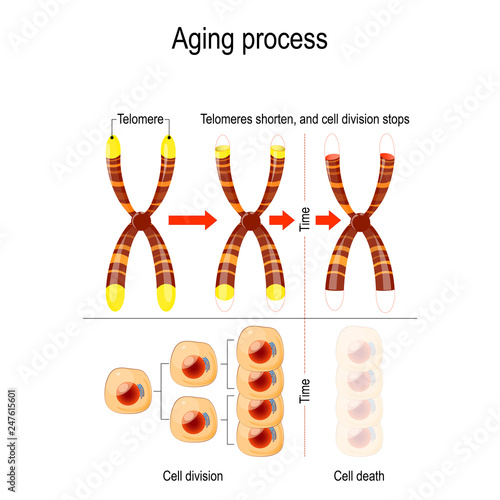 Aging process. Telomeres shorten, and cell division stops.