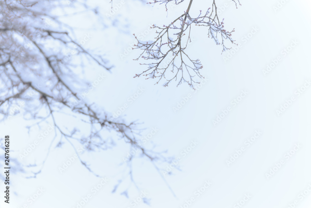 Blurred Background of branches of trees and bushes covered with snow in winter