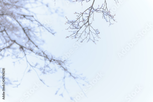 Blurred Background of branches of trees and bushes covered with snow in winter © apinpornb
