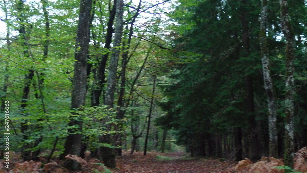 se ressourcer en forêt se ressourcer en forêt