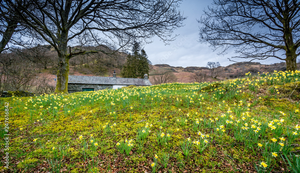Carpet of yellow daffodils on the hillside in The Lake District, Cumbria, UK