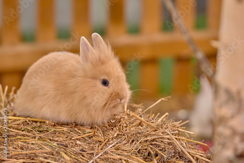 Small rabbits