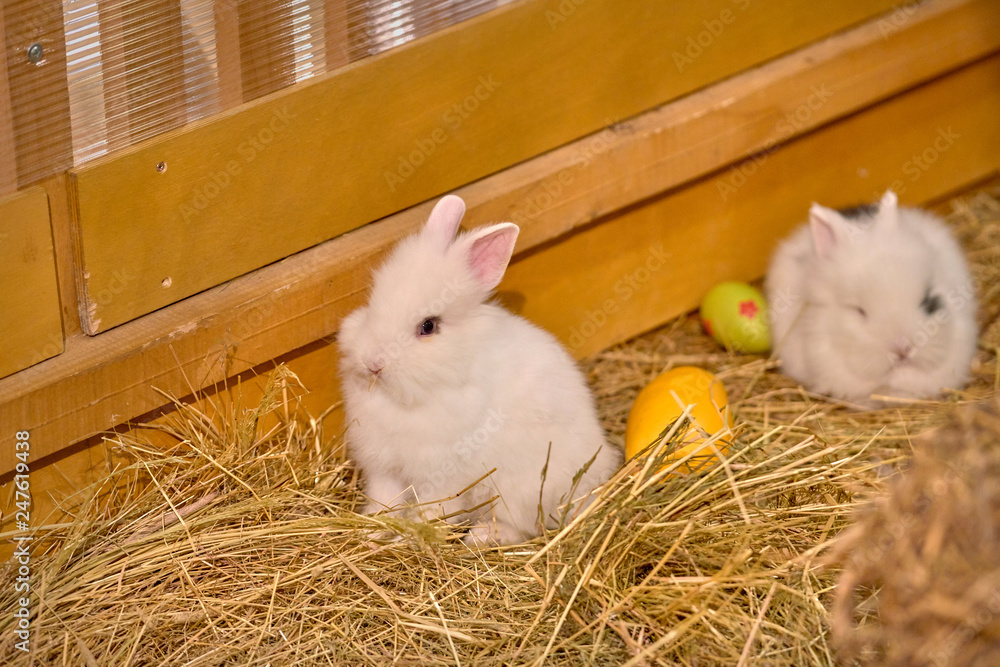 Obraz premium Small rabbits