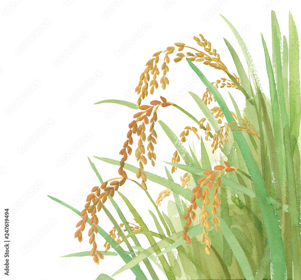 稲穂の水彩イラスト Stock Photo Adobe Stock