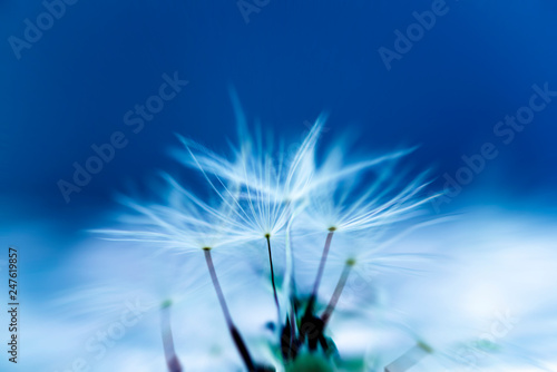 Dandelion abstract background. Shallow depth of field.