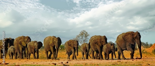 Panorama of a family herd of elephants walking across the golden sunlit African Plains in Hwange National Park, Zimbabwe, Southern Africa photo