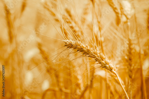 Ripe wheat ears in a field