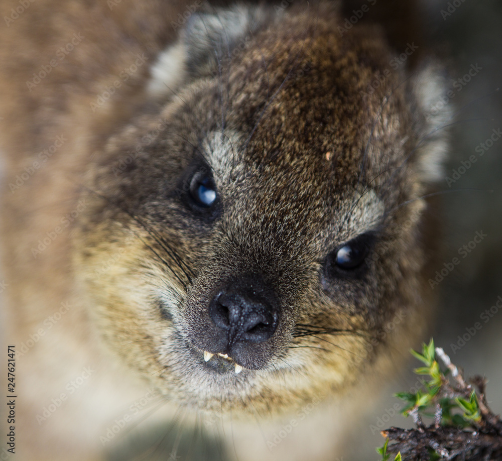 Closeup portrait of a Rock Hyrax (Procavia capensis) in South Africa. Cape town, Table mountain. Dassie Closeup portrait of a Rock Hyrax (Procavia capensis) in South Africa. Cape town, Table mountain. Dassie