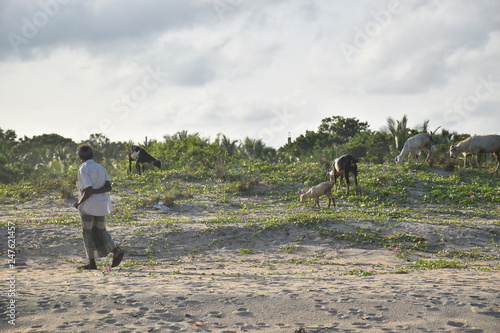 Goat herder
