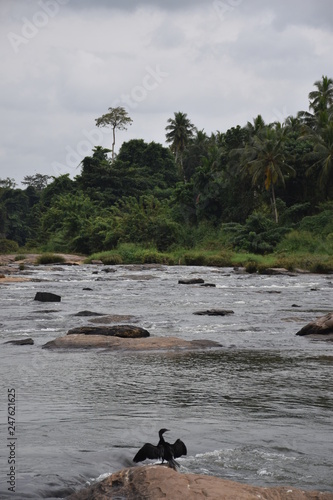 Jungle river