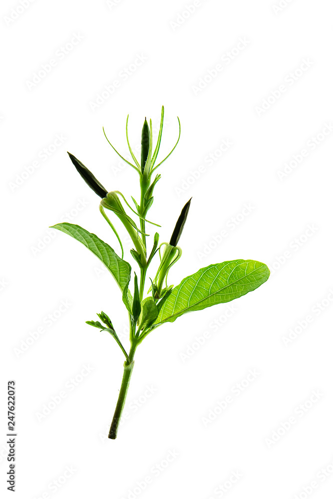 Waterkanon, Watrakanu or Minnieroot seeds Waterkanon, Watrakanu or Minnieroot seeds