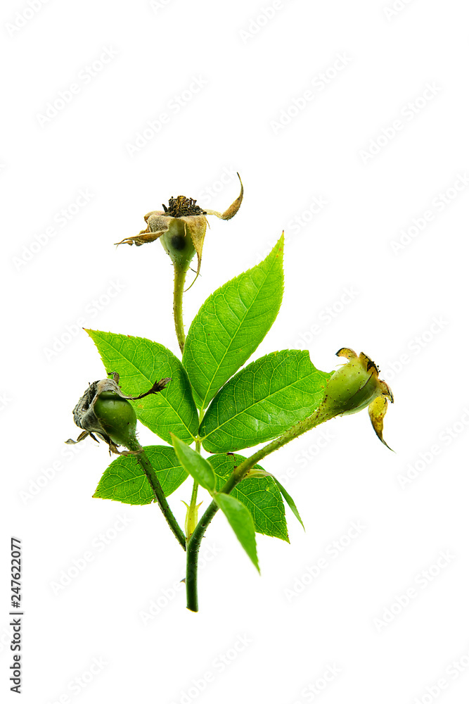 Obraz premium rose petals for rose tea