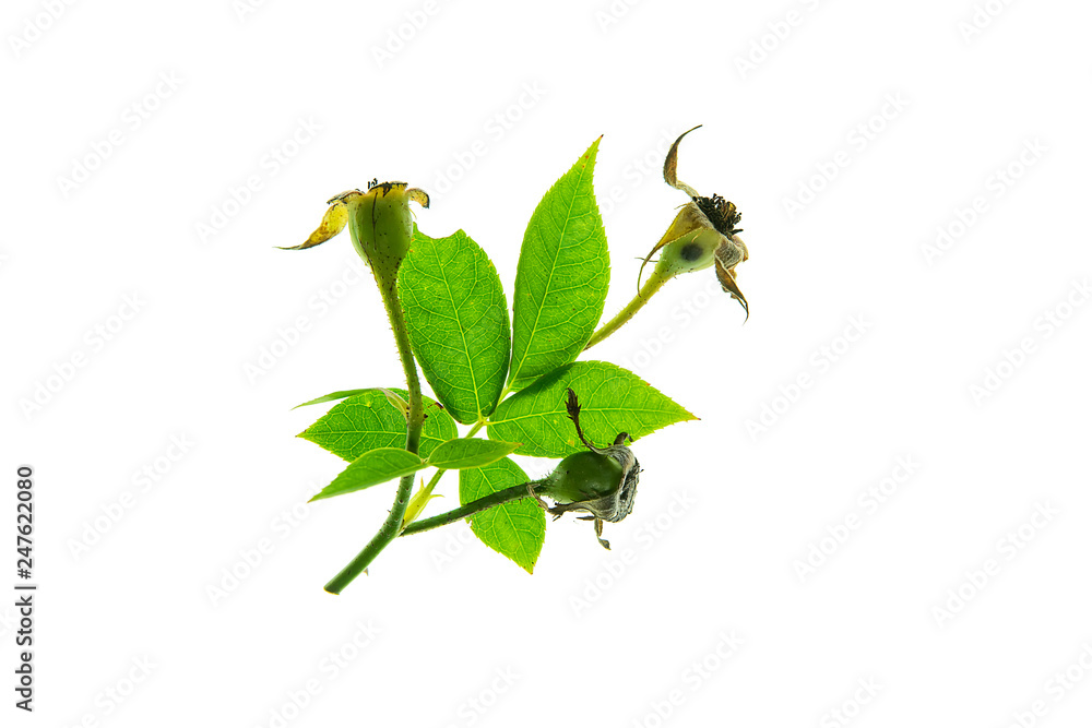 Obraz premium rose petals for rose tea