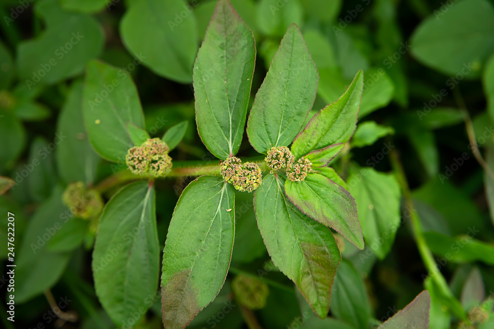 Garden Spurge leaves. Garden Spurge leaves.
