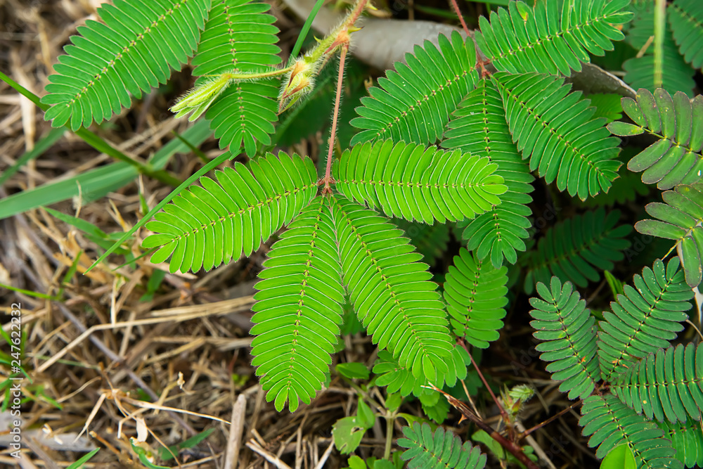 sensitive plant, sleepy plant sensitive plant, sleepy plant