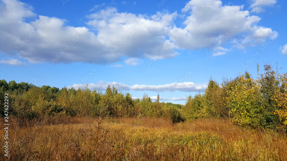 Forest glade in the sunny day Forest glade in the sunny day