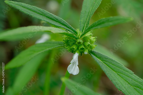 Close up of Leucas aspera plant photo