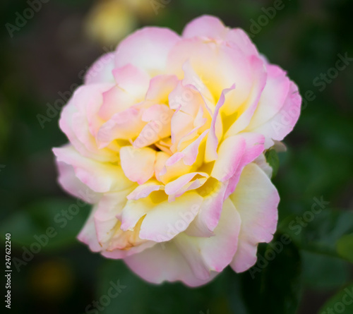 Botanical photo  a flower of a yellow-pink rose on a neutral background  in the summer  on a clear day. Botanical Garden in St. Petersburg.