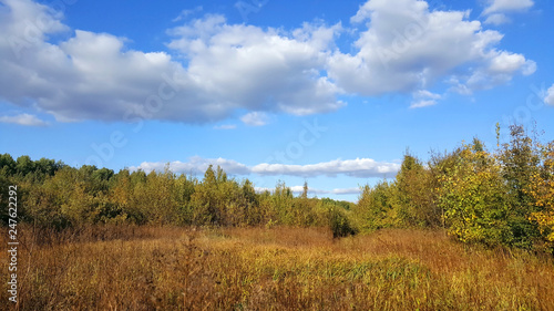 Forest glade in the sunny day