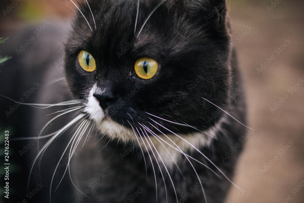 British cat with yellow eyes. Gray white color.