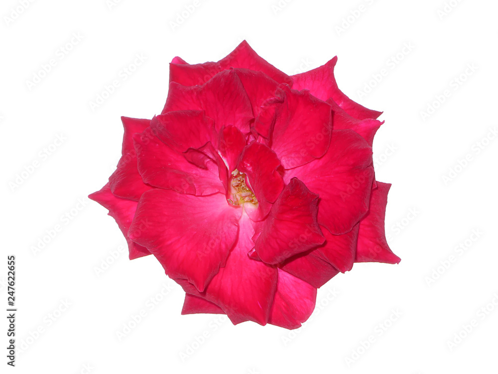 red of damask rose flower. red of damask rose flower.