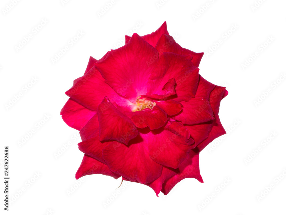 red of damask rose flower. red of damask rose flower.