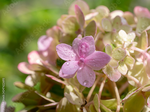 Close up Hydrangea flower