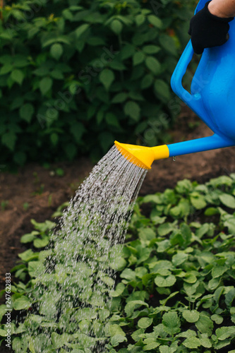 Watering the garden from the plastic watering can. A man's hand holds a watering can over the flowers.