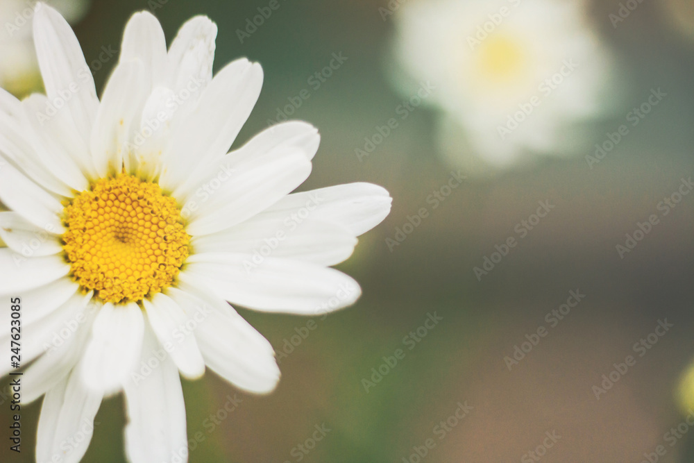 White daisies. In gentle tones. Wild flowers in summer White daisies. In gentle tones. Wild flowers in summer
