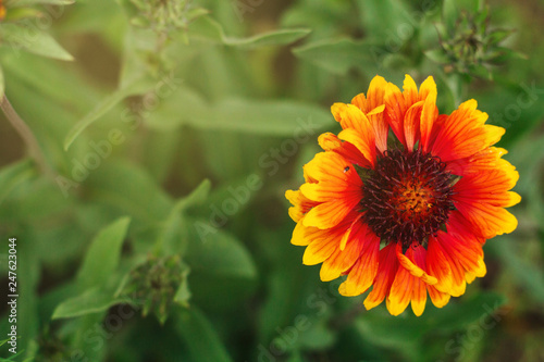 orange flower on a green background. flowers for the garden and dacha.