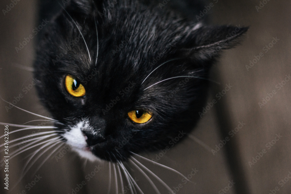 British cat with yellow eyes. Gray white color. British cat with yellow eyes. Gray white color.