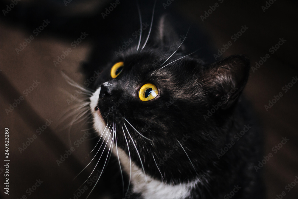 British cat with yellow eyes. Gray white color.