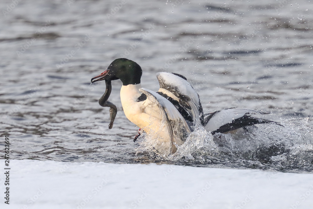 Fototapeta premium Common Merganser and European river lamprey