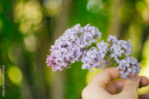 Fototapeta Naklejka Na Ścianę i Meble -  The flowering of lilacs in the garden. Violet flowers on a tree