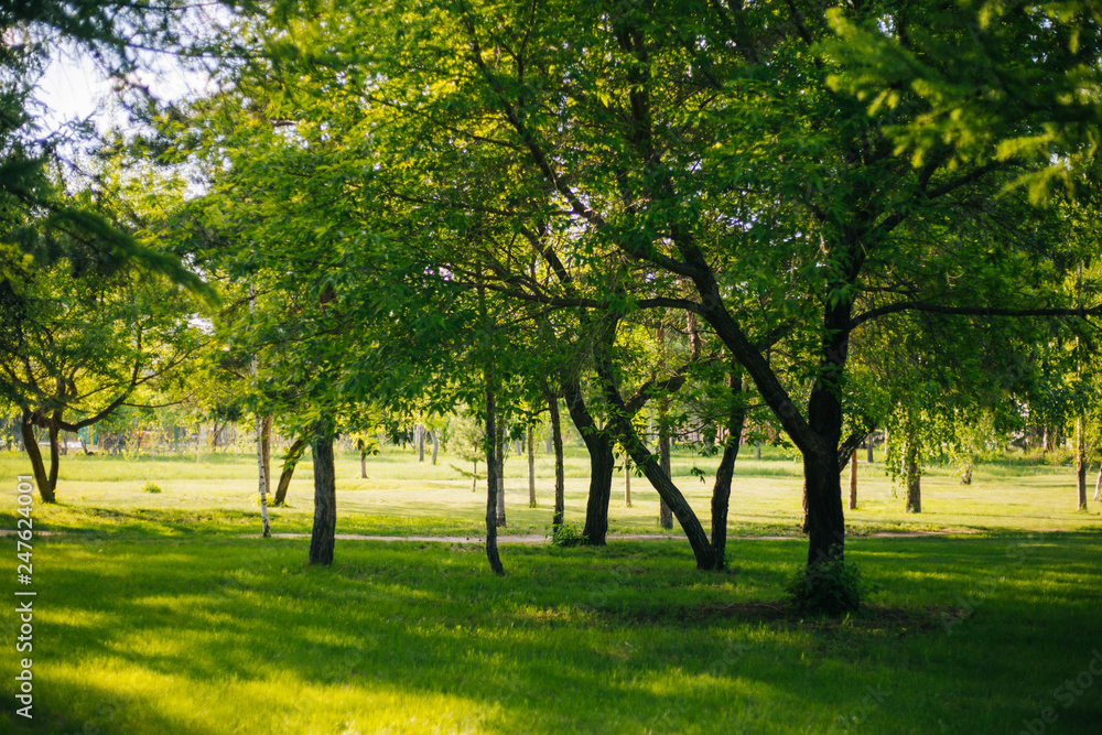 Nature in the park. Green trees in the garden. Nature in the park. Green trees in the garden.