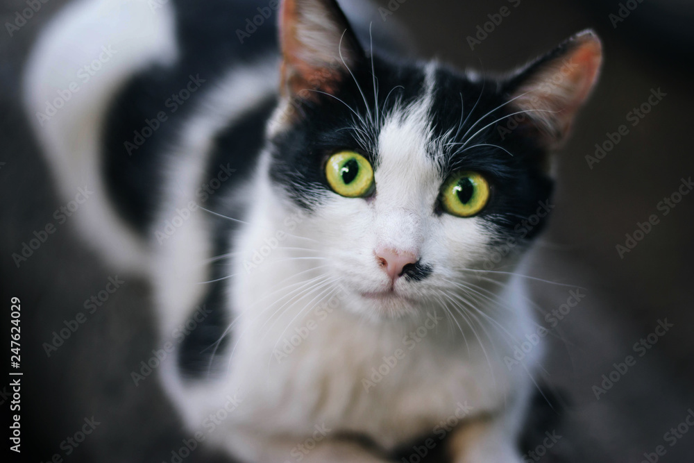 homeless black and white cat. looks into the frame. Large green eyes homeless black and white cat. looks into the frame. Large green eyes