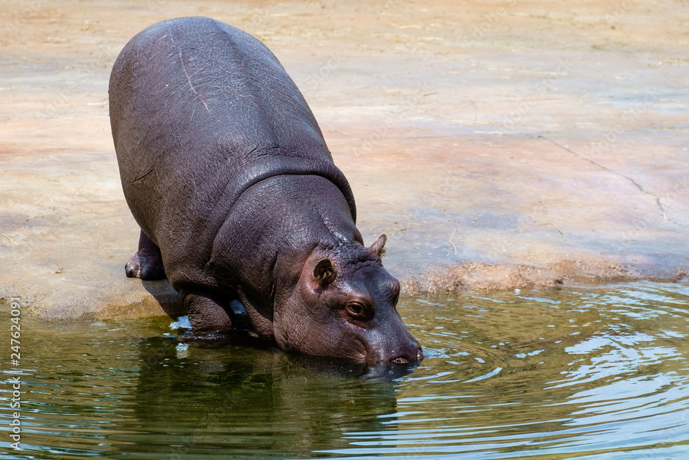 Young Hippopotamus (Hippopotamus amphibius) in the Zoo Young Hippopotamus (Hippopotamus amphibius) in the Zoo