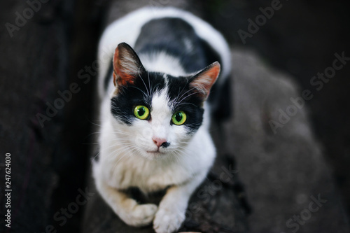 homeless black and white cat. looks into the frame. Large green eyes