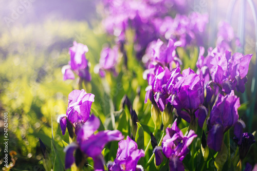 Flowers violet irises. irises grow on the flower bed