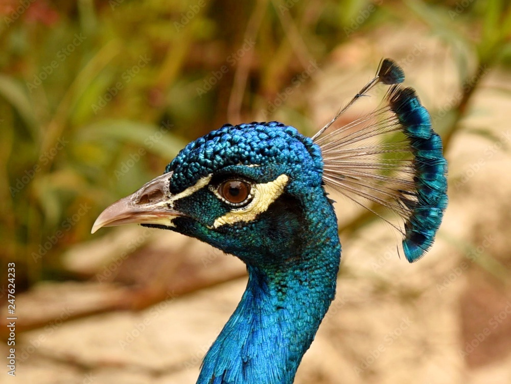 Close Up Profile of a Peacock Close Up Profile of a Peacock