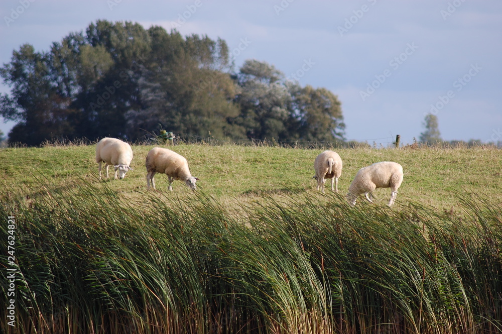 Fototapeta premium Flock og sheep